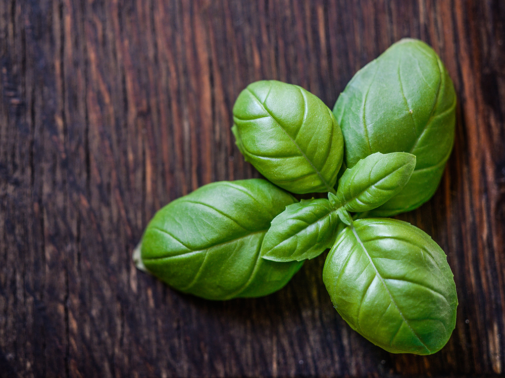Basil Leaves Picture