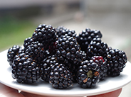Blackberries Picture