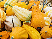 Gourds Picture