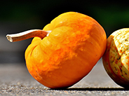 Small Pumpkins Picture